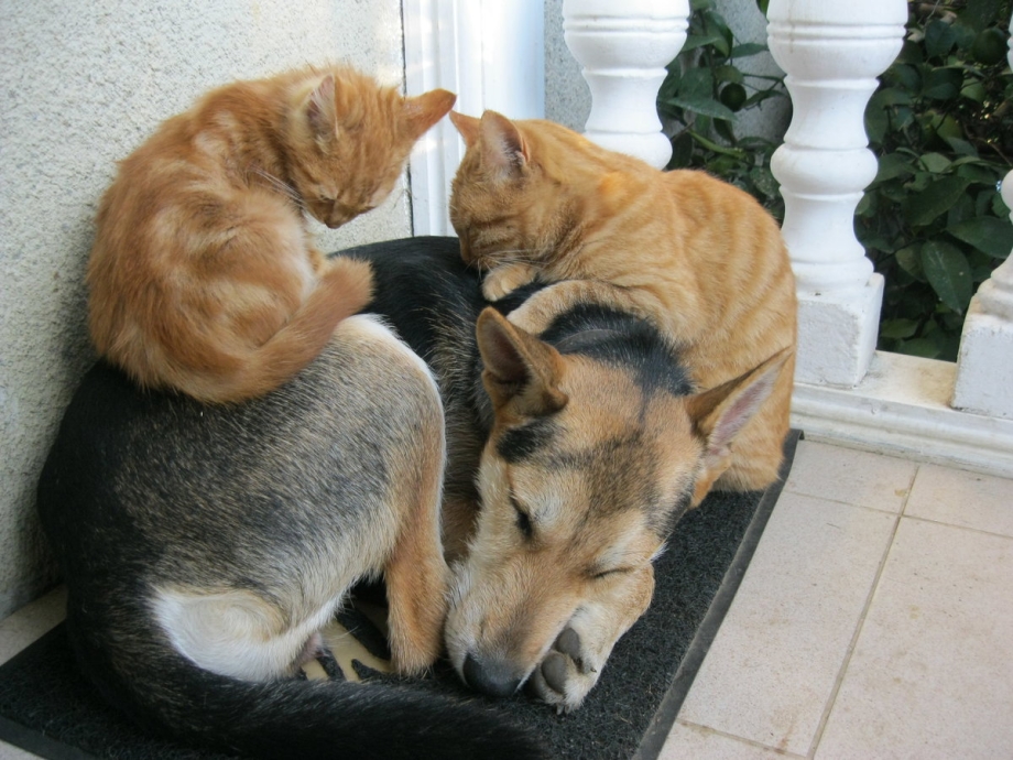 Кошачья Дружба