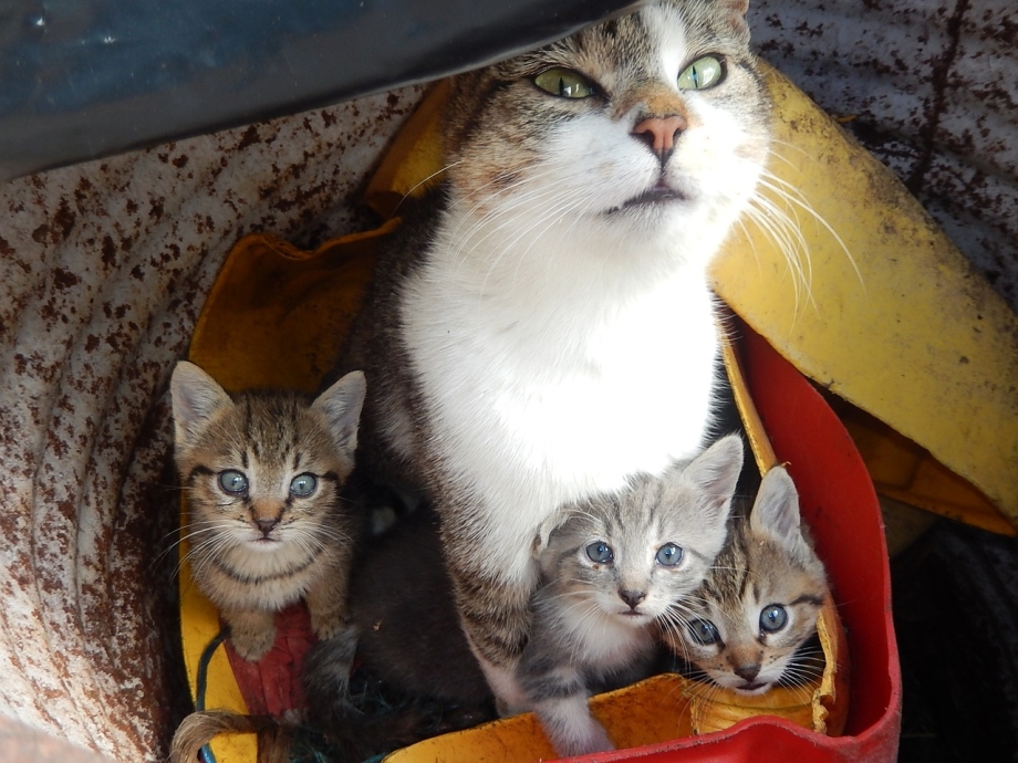 Дом для котят