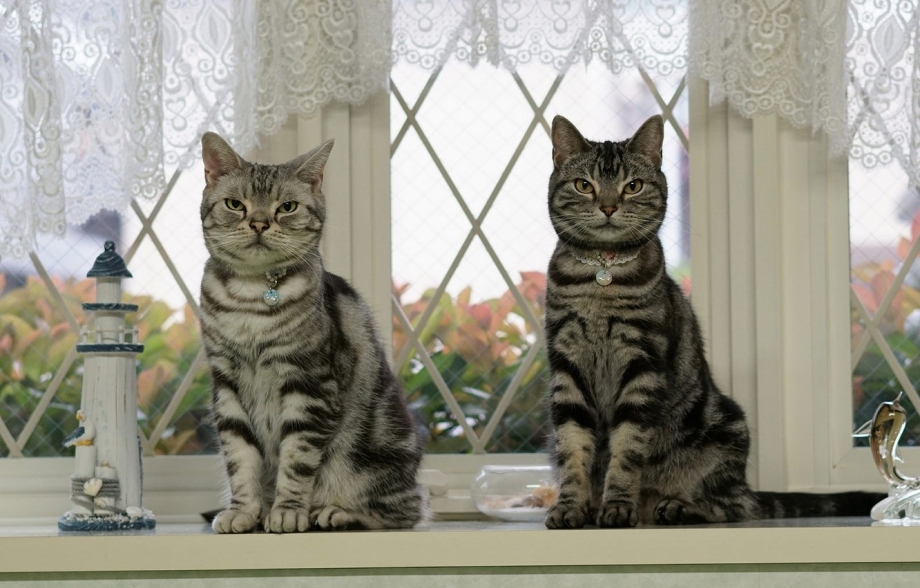 Дом для 2 кошек