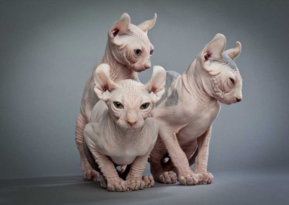 Эльф сфинкс кошка