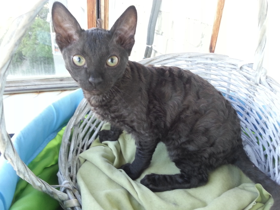 Кошки которые не линяют