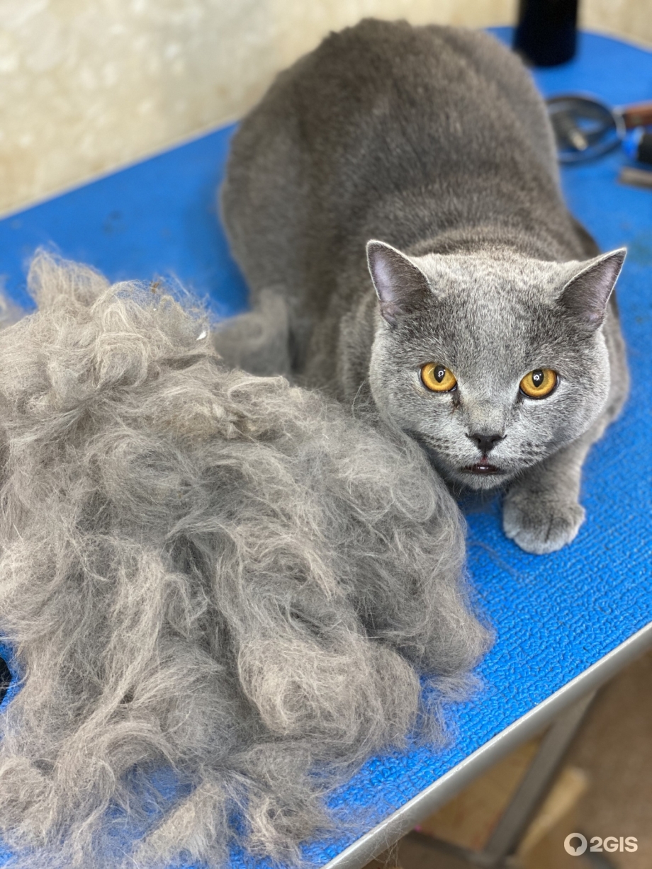Кошка линяет