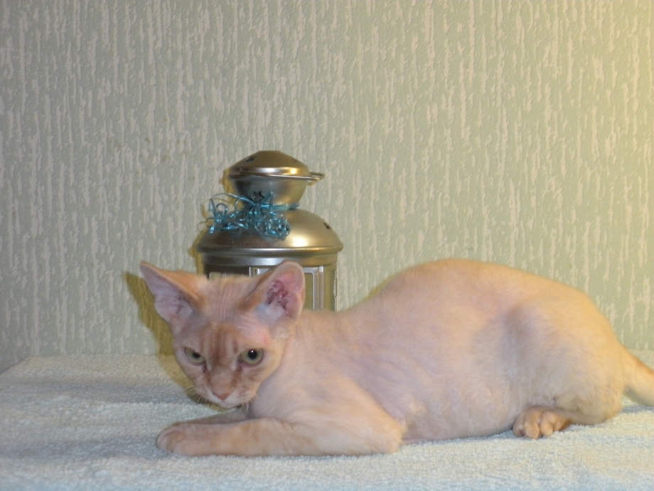 Породы кошек которые не линяют кроме сфинкса