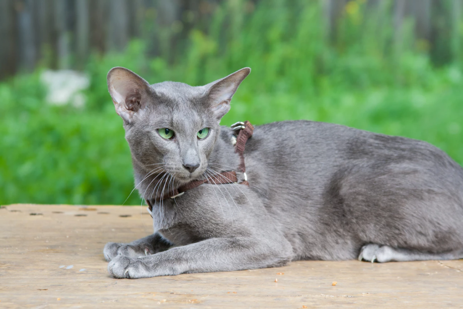 Кот без подшерстка