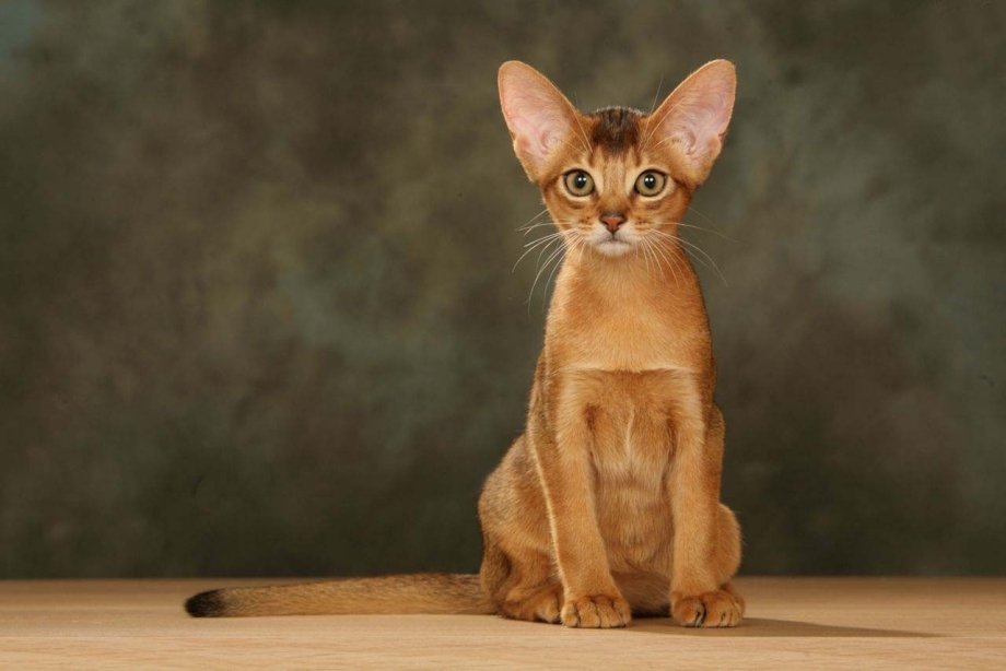 Породы кошек Абиссинская кошка