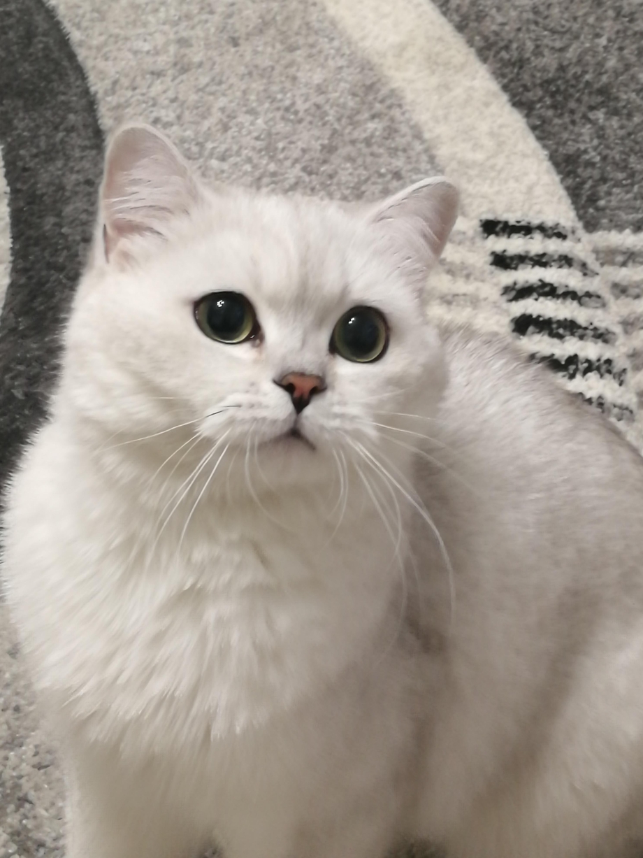 Породы кошек которые мало линяют