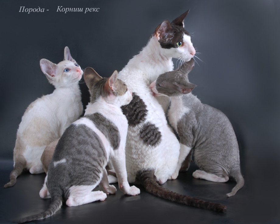 Рекс кошка