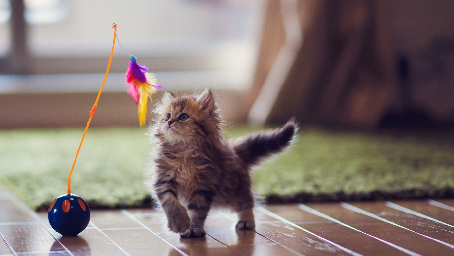 Самые милые котята