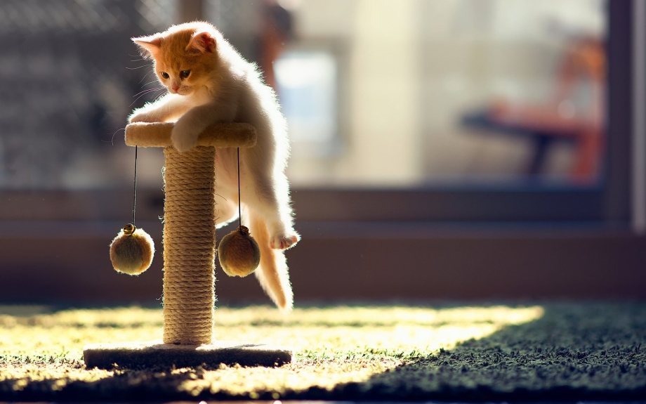 Кошка играет