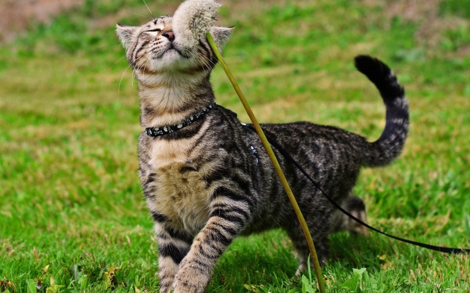 Красивый домашний кот