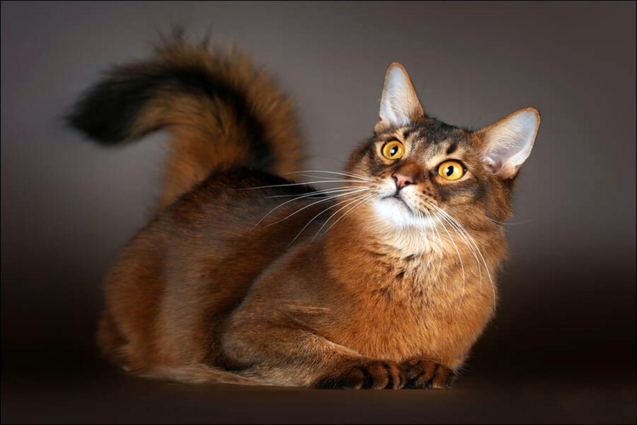 Абиссинская и Сомалийская кошка