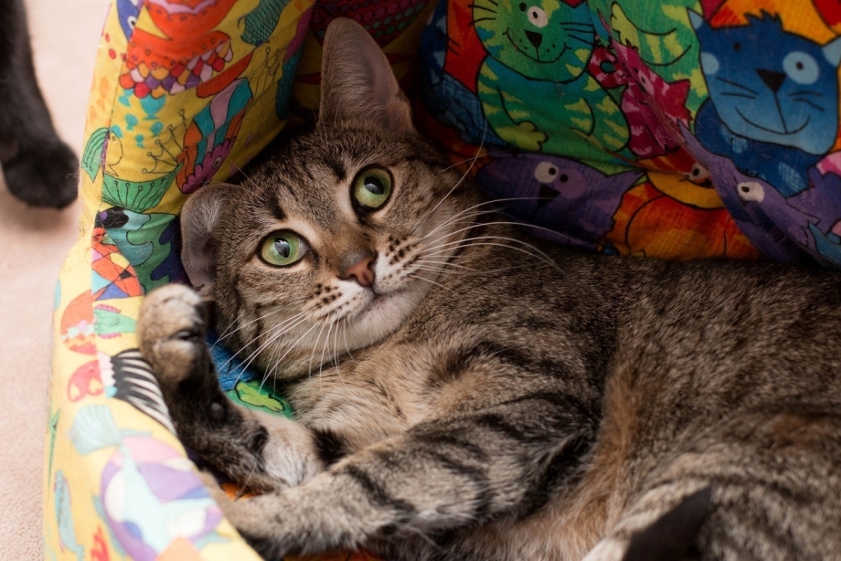 Кот фантик