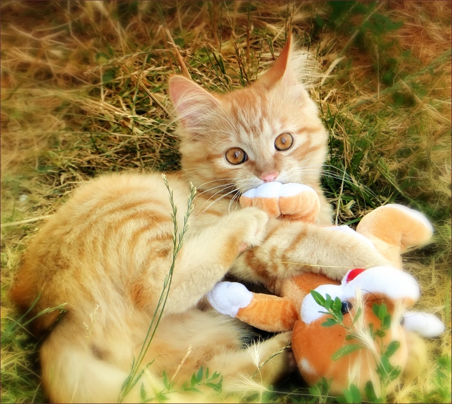Красивые котики