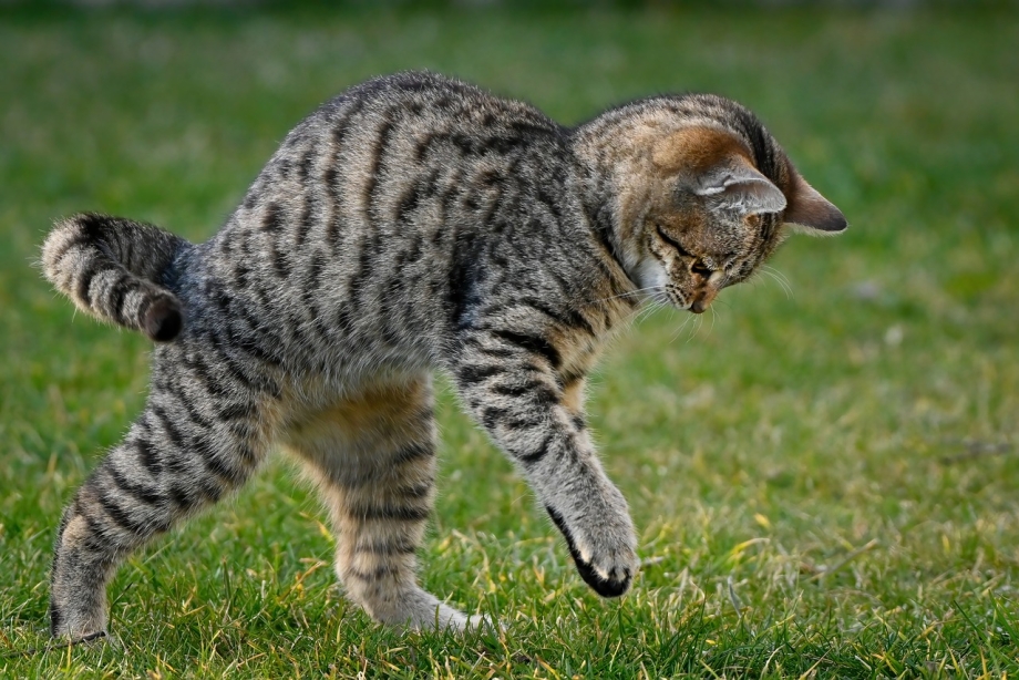 Забавные котята