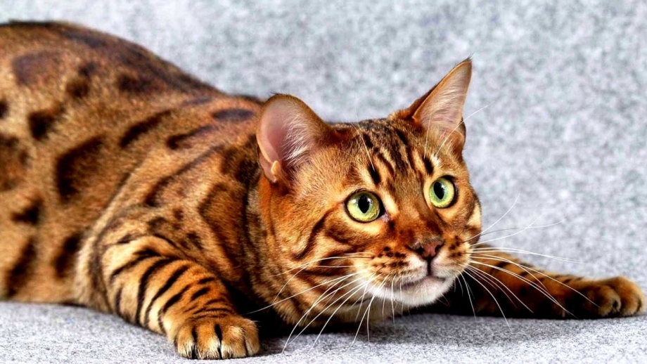 Бенгальская кошка тойгер