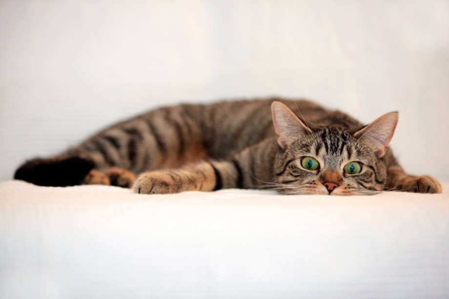 Кошка играется