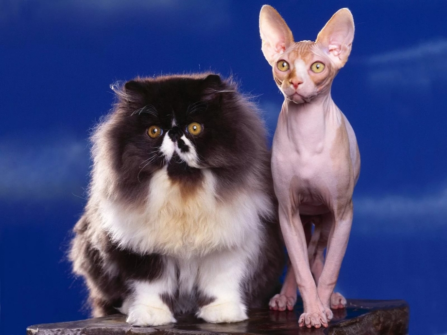 Игривый котенок