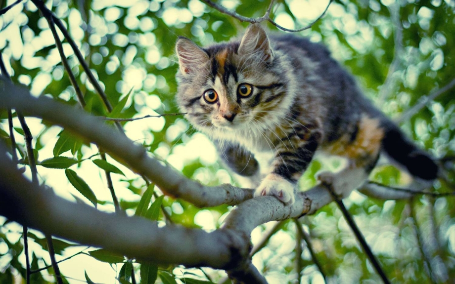 Кошка шипит