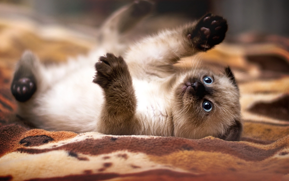 Милая кошка