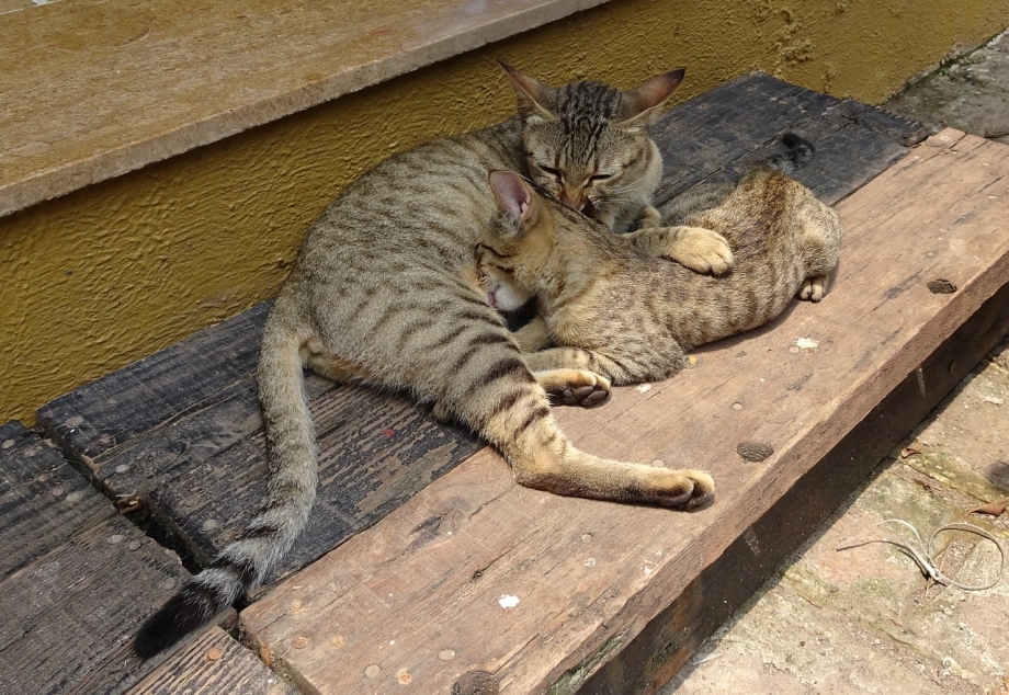 Коты на поводке