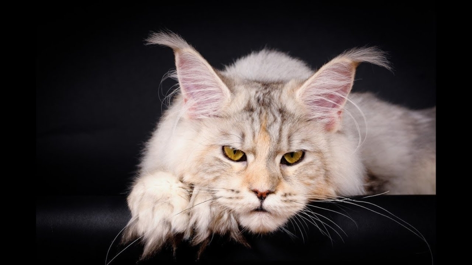 Кошка Мейн кун серая