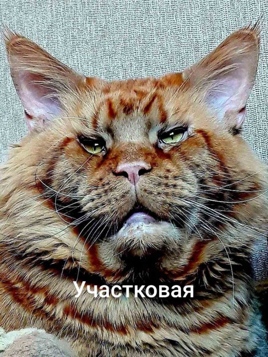 Рыжий Мейн кун морда