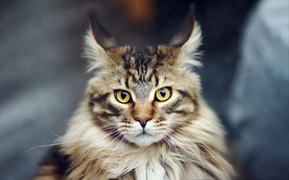Кошка Мейн кун серая