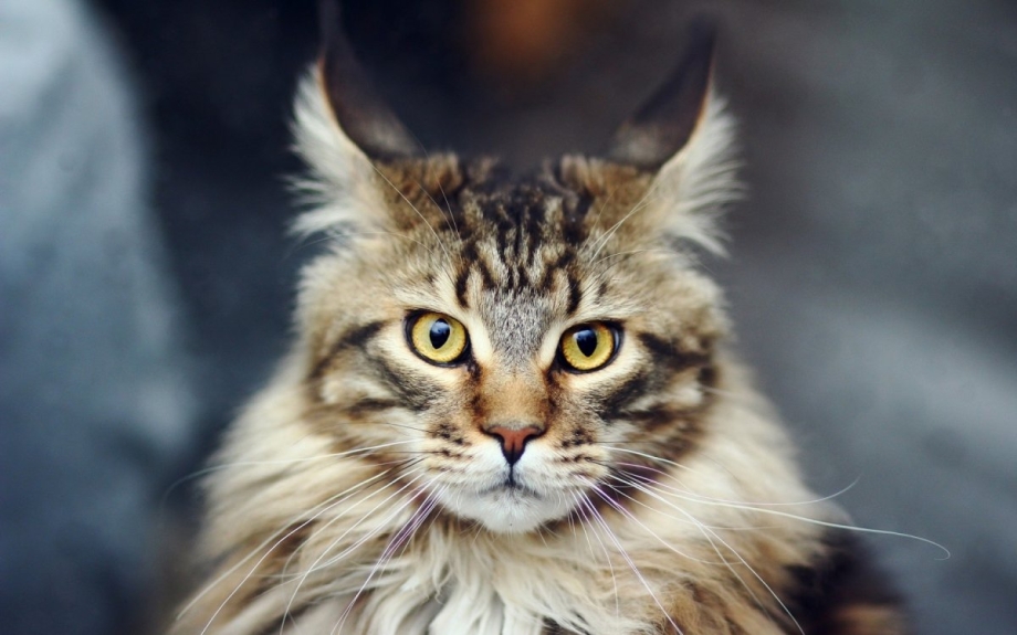Кошка с усами