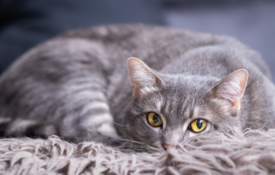 Кошка серая