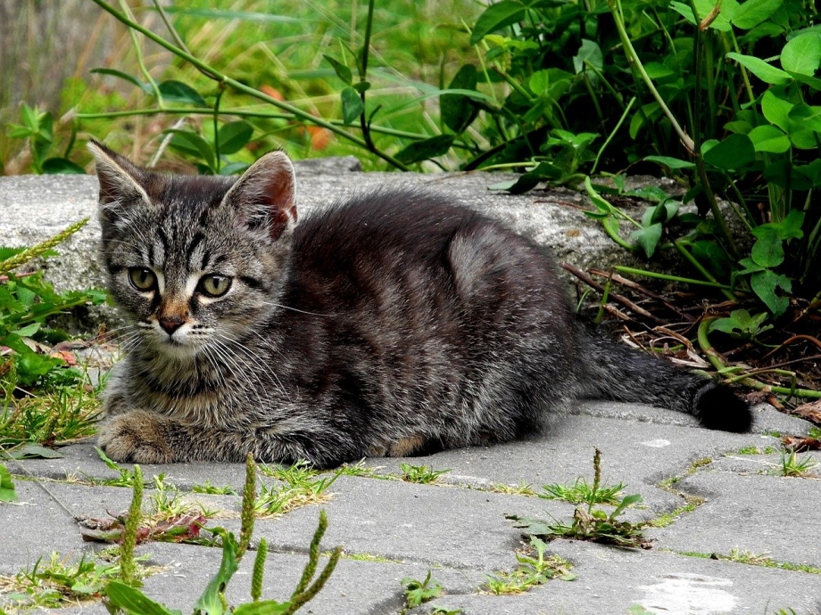 Котята Курцхаар