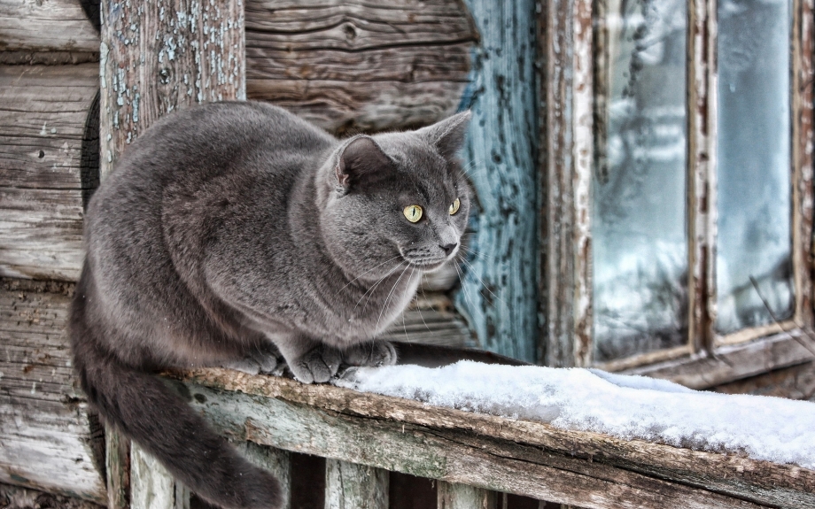 Серый дымчатый кот