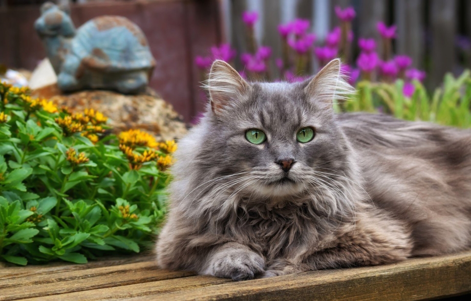 Зеленоглазый Сибирский кот