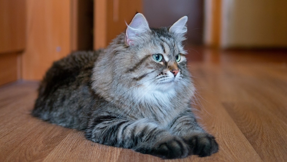 Сибирская кошка