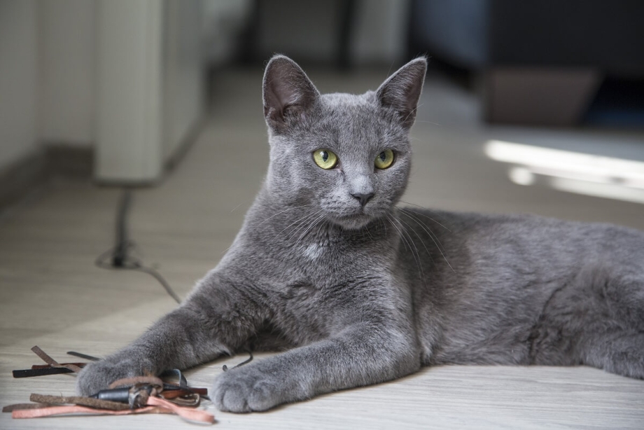 Котята породы Корат