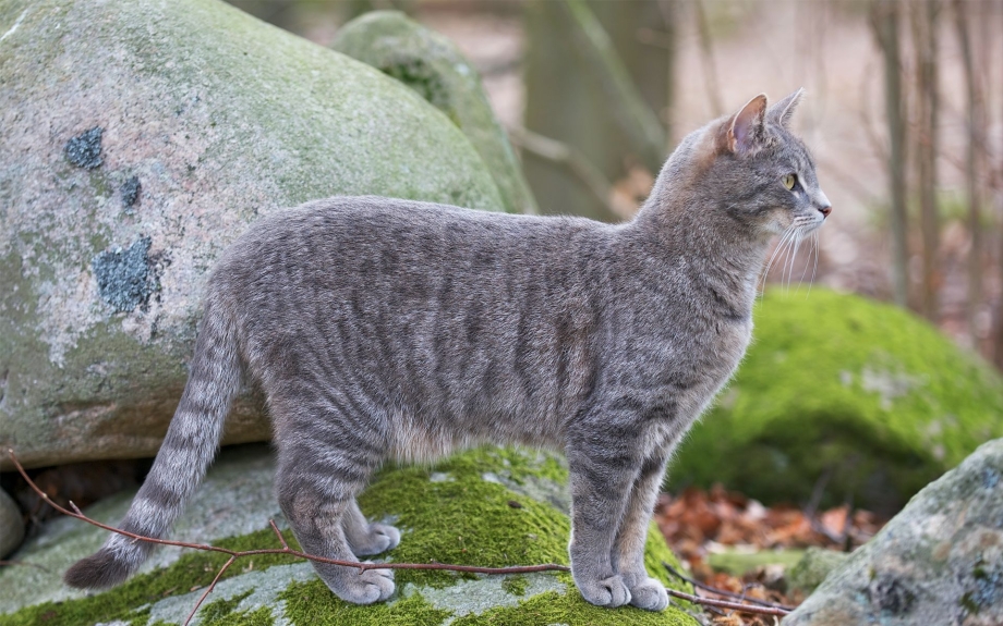 Кошка серая