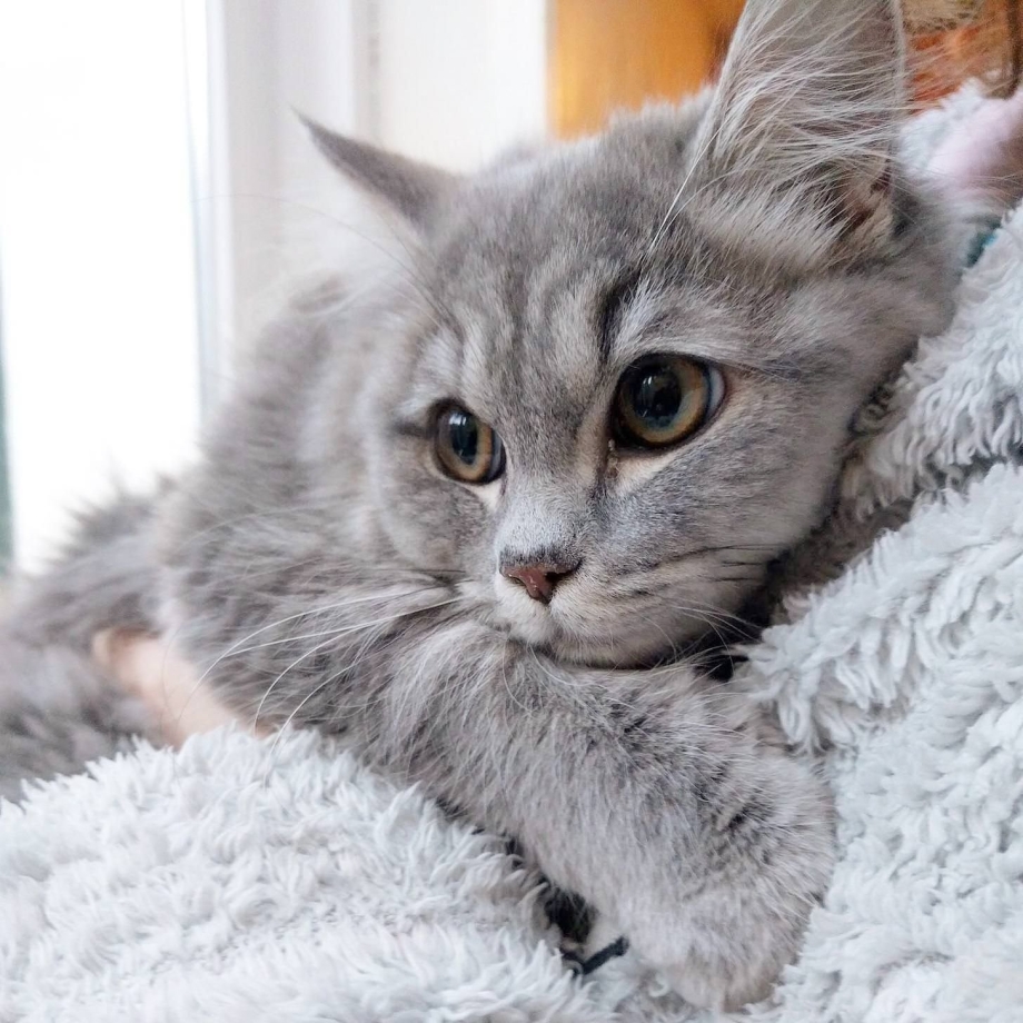 Светло серая кошка