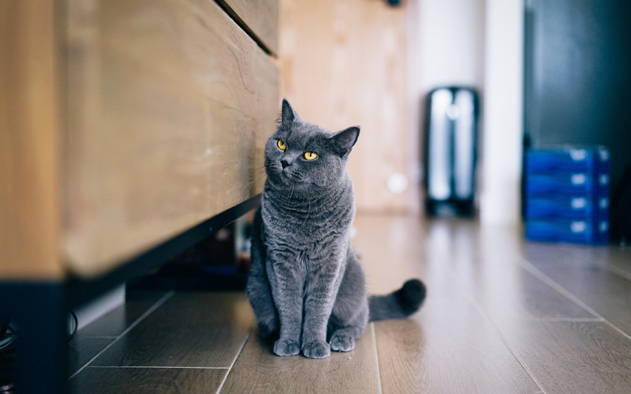 Кошка сидит