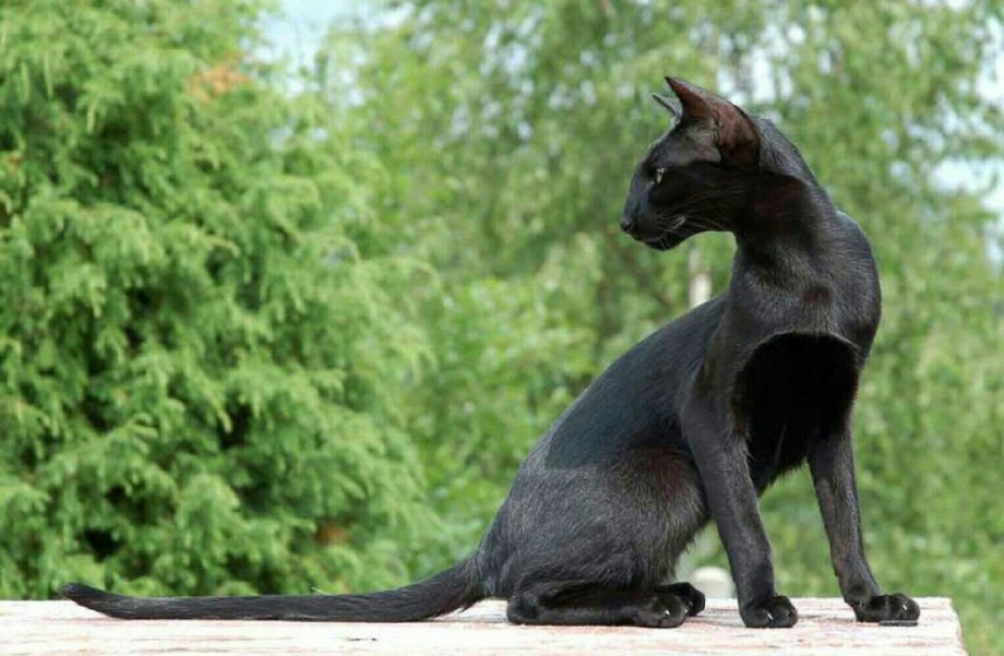Черный ориентальный кот