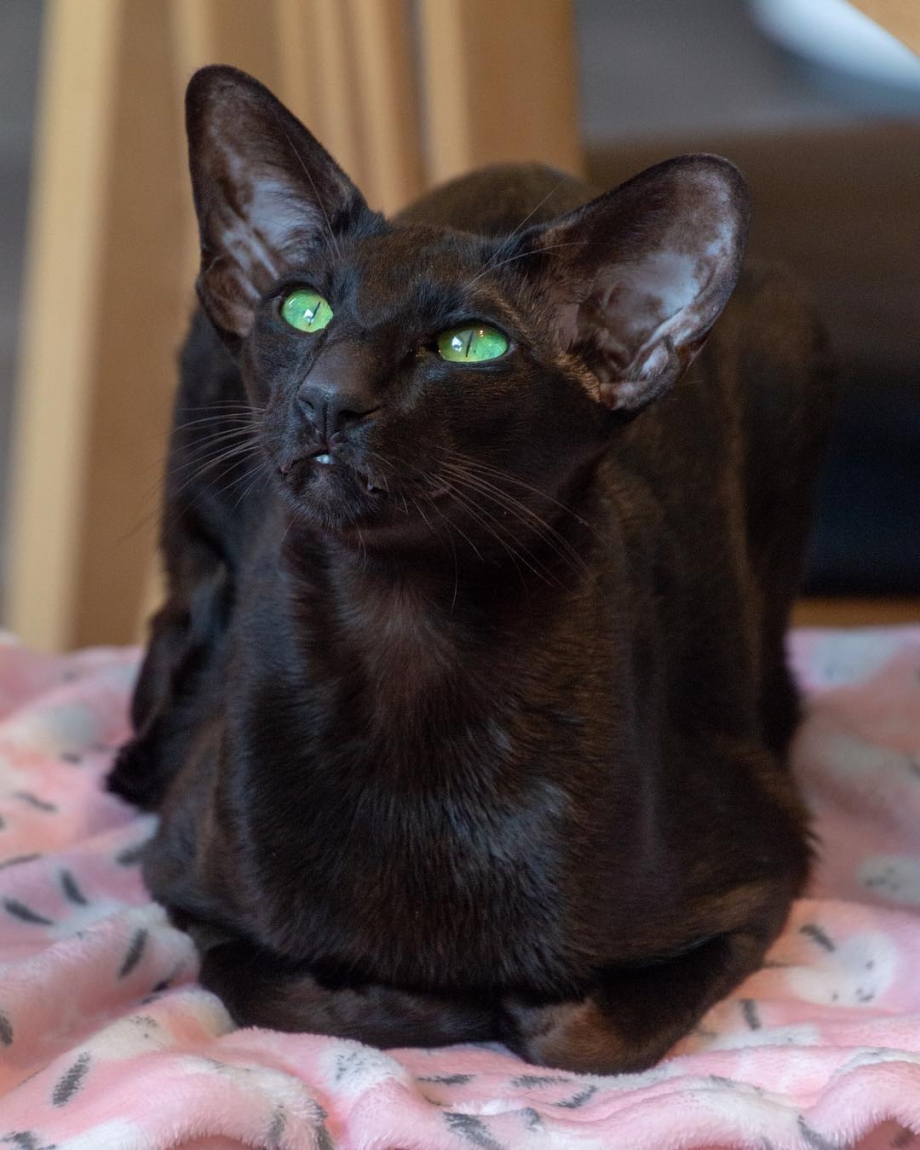 Кот породы Ориентал