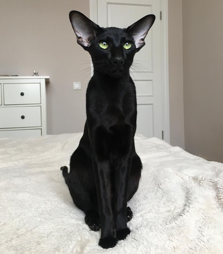 Ориентальный кот