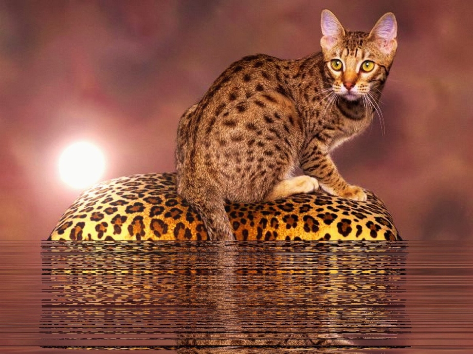 Бенгальская кошка