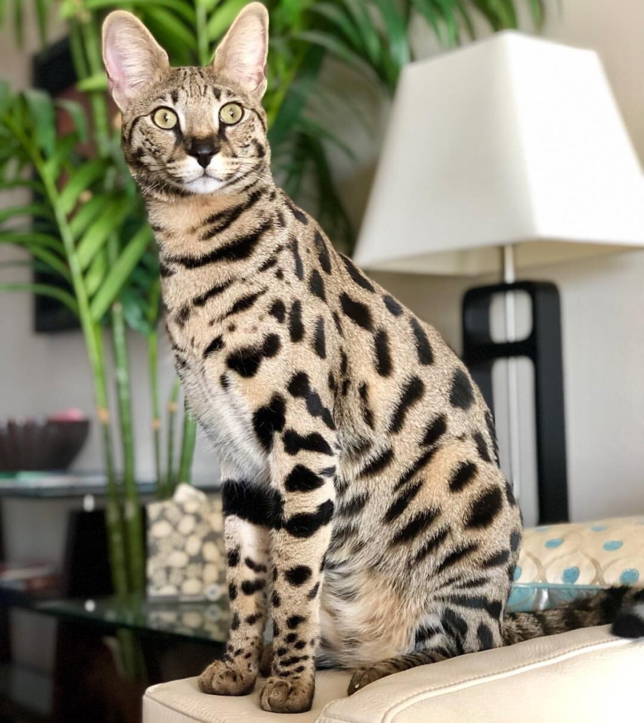 Бенгальская кошка