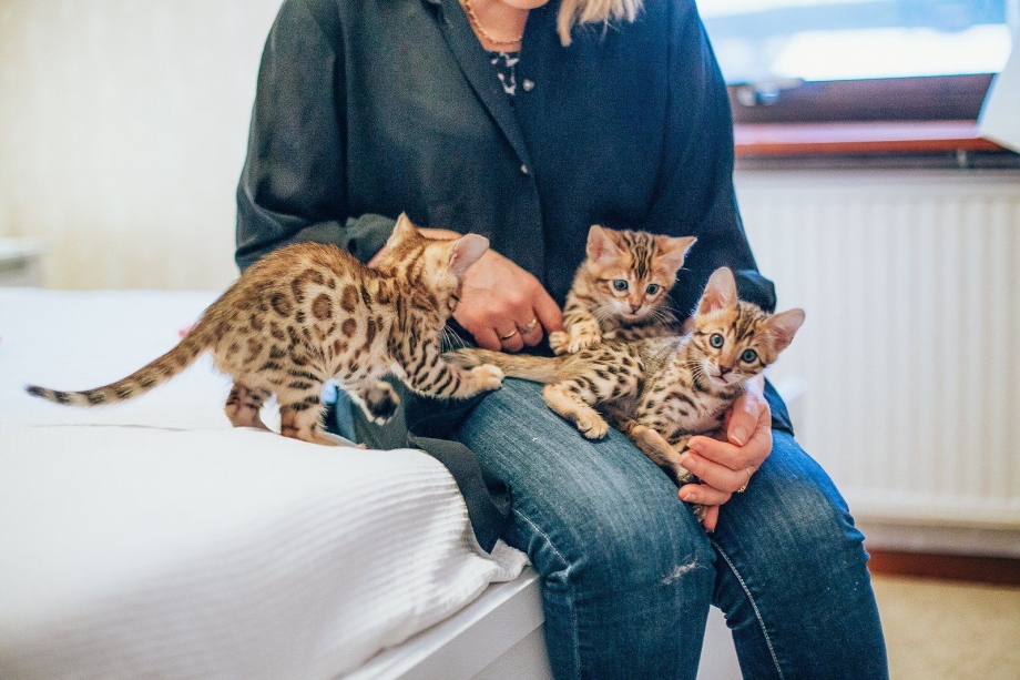 Бенгальская кошка