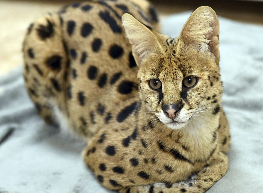 Азиатская леопардовая кошка