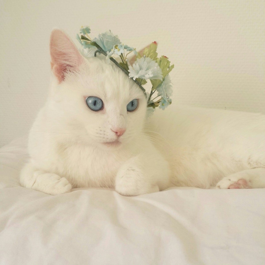 Белая кошка с венком