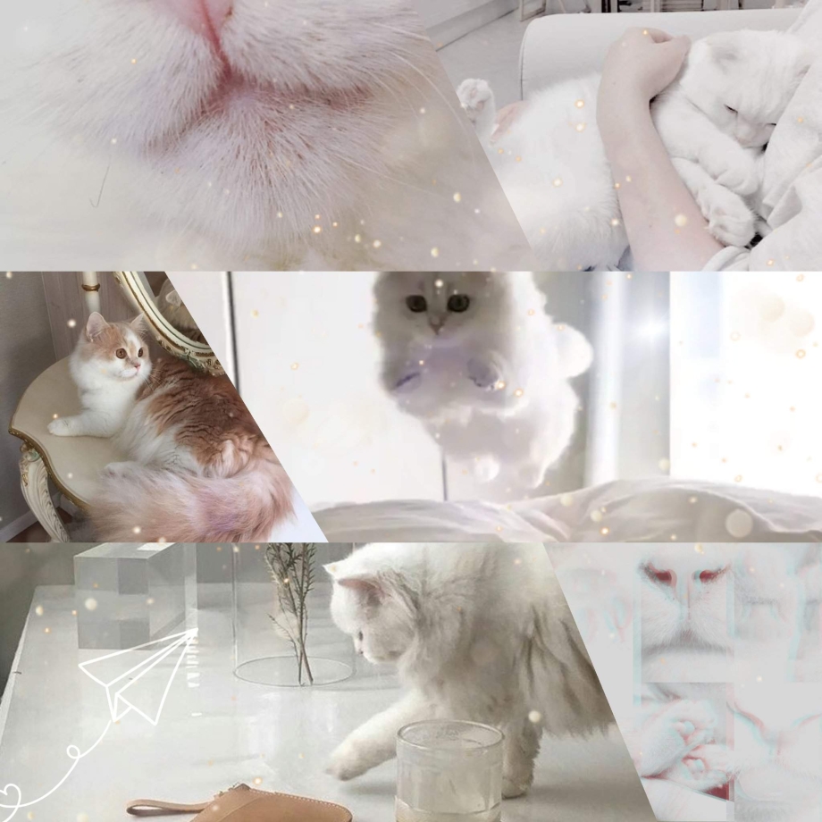 Светлый кот Эстетика