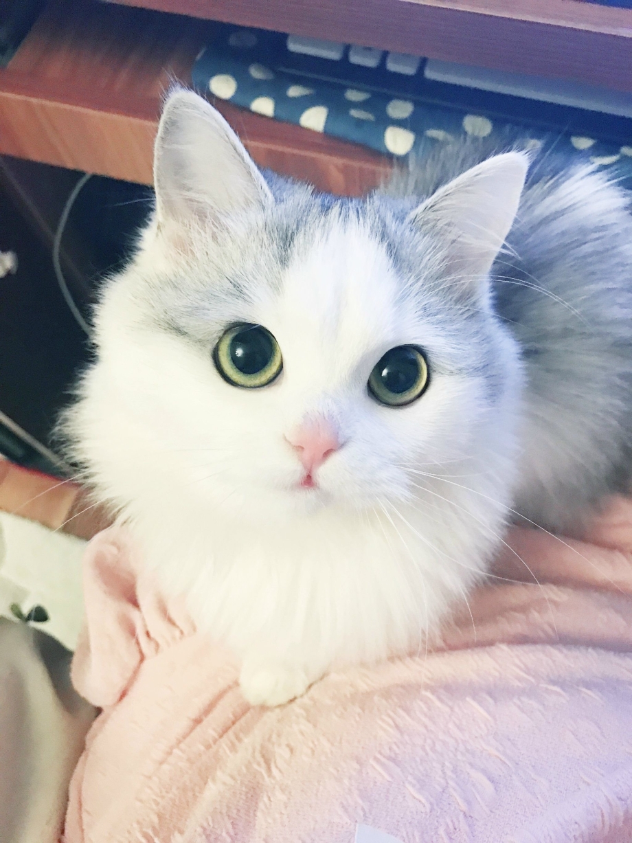 Котики Эстетика