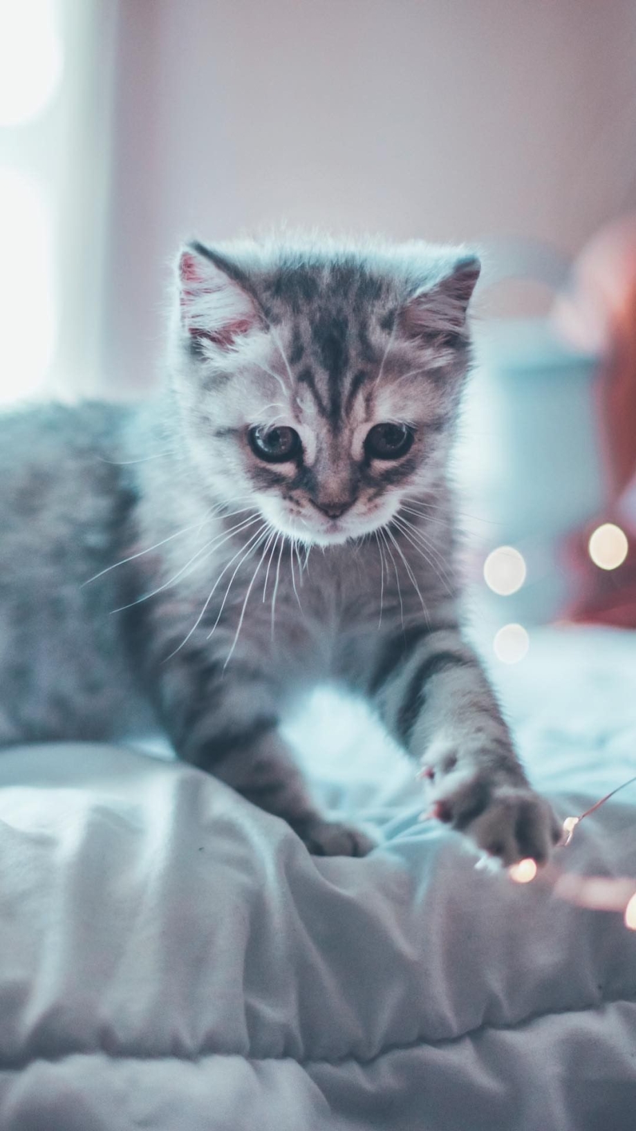 Эстетика котят