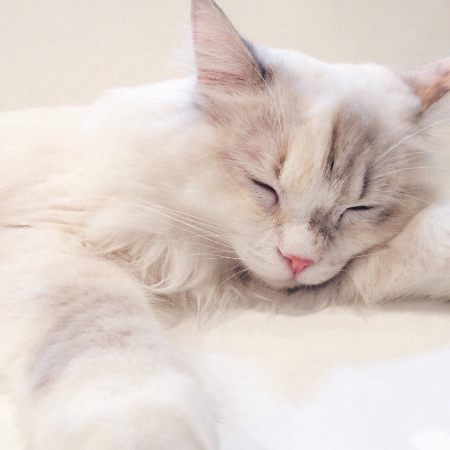 Котики Эстетика