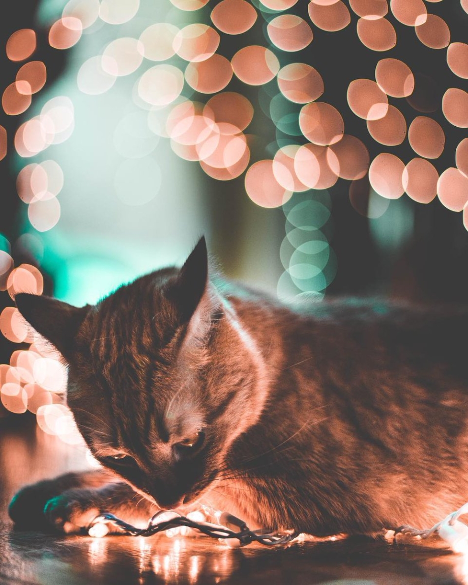 Котик в гирлянде